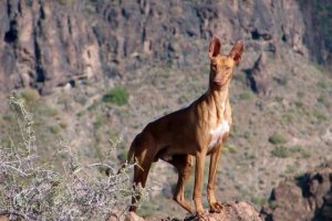 La Gomera: El Cabildo autoriza la apertura de cinco campos de entrenamiento y adiestramiento de perros de caza