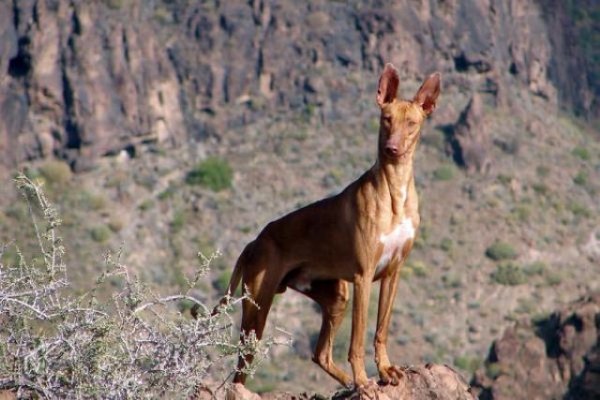 La Gomera: El Cabildo autoriza la apertura de cinco campos de entrenamiento y adiestramiento de perros de caza