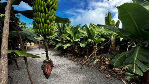El precio unitario del seguro del pl&aacute;tano sube m&aacute;s de un 15 % tras dos d&eacute;cadas sin cambios