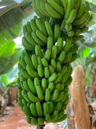 El Gobierno canario abona 70 millones a m&aacute;s de 7.500 productores de pl&aacute;tano IGP