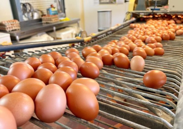 Se convocan ayudas del POSEI a la producción local de huevos de gallina por valor de 315.050 euros