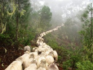 Patrimonio Cultural difunde las &uacute;ltimas investigaciones sobre la transhumancia y el pastoreo en Canarias