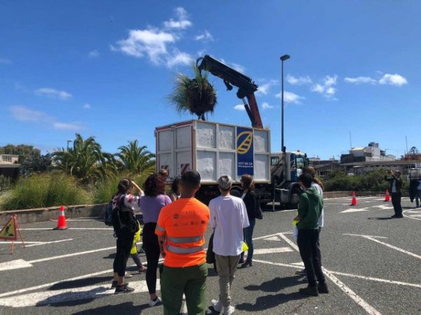 Transición Ecológica y ULPGC trabajan en la eliminación del plumero de la Pampa en el Campus de Tafira
