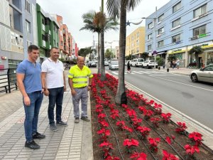 El Ayuntamiento de Guía planta más de 2.000 flores de pascua para embellecer las calles esta Navidad