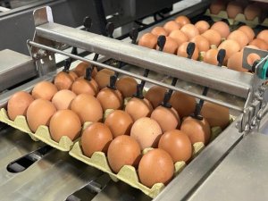 El Gobierno de Canarias concede ayudas POSEI a 38 productores de huevos de gallina por importe de 490.000 €