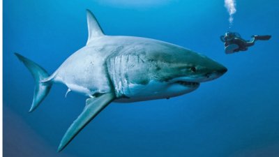 Proyecci&oacute;n de uno de los mejores documentales del siglo XXI para conmemorar el D&iacute;a de los Oc&eacute;anos
