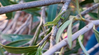 Transición Ecológica y el Cabildo de Tenerife capturan más de 1.500 ejemplares de anolis verde