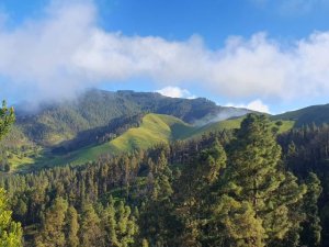 Foresta realiza una jornada de voluntariado para la restauración ambiental en Monte Pavón, en los Altos de Guía de Gran Canaria