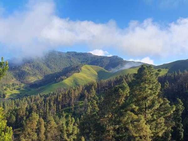 Foresta realiza una jornada de voluntariado para la restauración ambiental en Monte Pavón, en los Altos de Guía de Gran Canaria