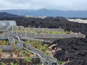 El Gobierno convoca la ayuda a los productores de plátano con Indicación Geográfica Protegida (IGP)