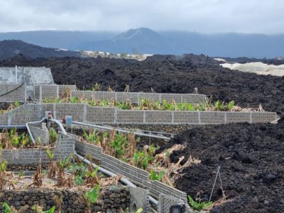 El Gobierno convoca la ayuda a los productores de pl&aacute;tano con Indicaci&oacute;n Geogr&aacute;fica Protegida (IGP)