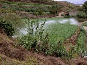 Canarias destina 8 millones de euros en ayudas para abaratar los sobrecostes del agua de riego agrícola