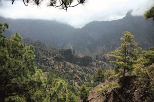 Transición Ecológica saca a consulta pública previa la propuesta de la Ley de Montes de Canarias