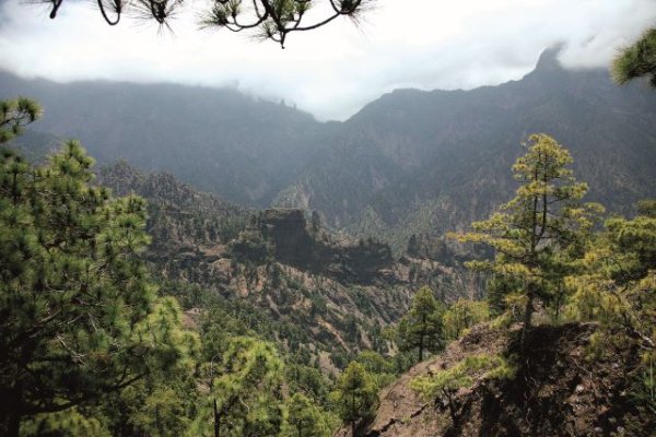 Transición Ecológica saca a consulta pública previa la propuesta de la Ley de Montes de Canarias