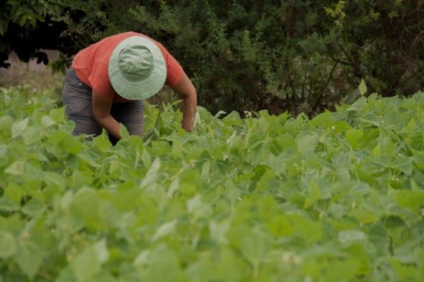 Canarias abre la convocatoria para las inversiones en explotaciones agrícolas