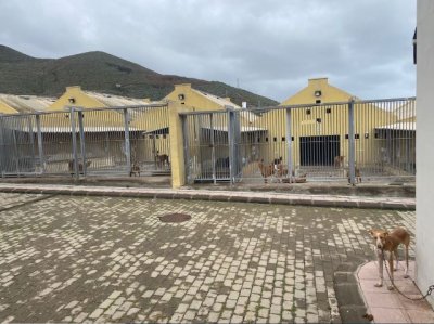 El Albergue Insular de Animales duplica el número de operaciones de esterilización