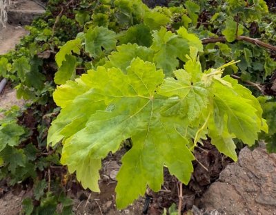 El Gobierno asume el pago de 8,2M de los incrementos del POSEI adicional ante un nuevo incumplimiento del Estado