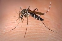 Sanidad informa de la detecci&oacute;n de un nuevo ejemplar de Aedes albopictus en Tenerife