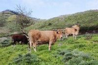 El Gobierno canario convoca ayudas del POSEI a la importaci&oacute;n de terneros destinados al engorde por 782.500 euros