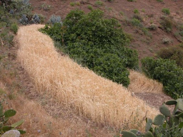 Agricultura destina más de 200.000 euros a 228 productores de cultivos forrajeros