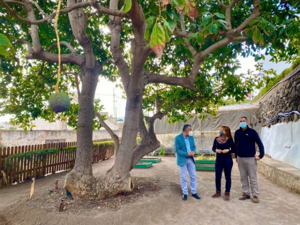 El Cabildo colabora con Telde en la elaboración de la Ordenanza de Árboles Singulares y en su catálogo
