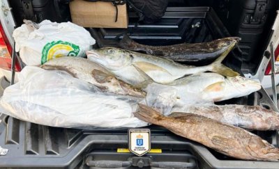 Levantan acta contra unos individuos que intentaban transportar casi 38 kilos de pescado m&aacute;s de lo permitido
