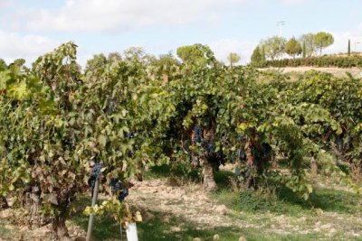 UPA alerta de una “grave crisis” en el sector del vino y propone un paquete de medidas urgentes