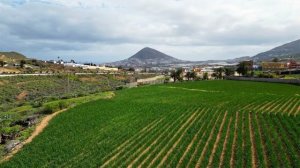 Los productores de la Cebolla tradicional de G&aacute;ldar celebran sus primeras jornadas t&eacute;cnicas para optimizar el cultivo de este producto