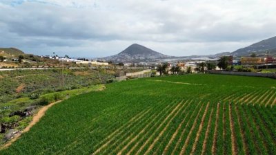 Los productores de la Cebolla tradicional de Gáldar celebran sus primeras jornadas técnicas para optimizar el cultivo de este producto