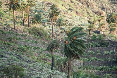 La Gomera: El Cabildo activa el Plan de Emergencias Insular ante la alerta por vientos