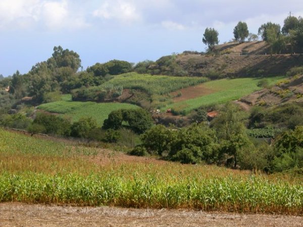 Canarias impulsa la producción de forraje para la cabaña ganadera de las islas