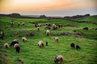 El Hierro acoge las &lsquo;II Jornadas sobre la trashumancia y el pastoreo en Canarias, su legado&rsquo;