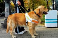 Derechos Sociales promueve mejoras en la regulación de los perros de asistencia