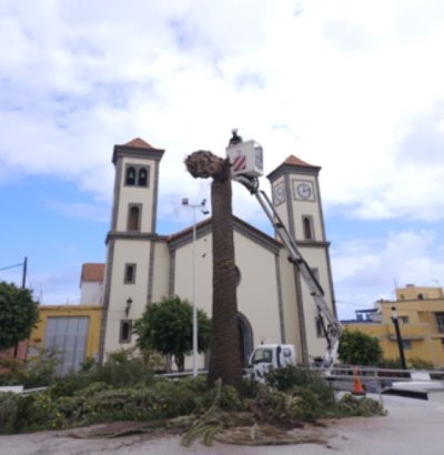 El Ayuntamiento de Gu&iacute;a tal&oacute; hoy la palmera en mal estado situada en la Plaza de La Atalaya