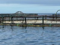 Ben Magec y Turc&oacute;n solicitan conocer las valoraciones de la Demarcaci&oacute;n de Costas de Canarias sobre el informe toxicol&oacute;gico de la ULPGC