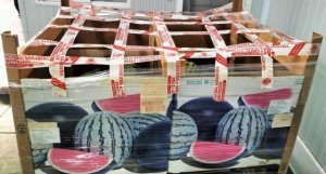 Sanidad Vegetal incauta más de 1.500 kilos de sandías en Tenerife importadas ilegalmente