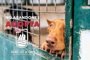 Puerto del Rosario: Bienestar Animal pide colaboración ciudadana para fomentar la adopción de perros de la Perrera municipal