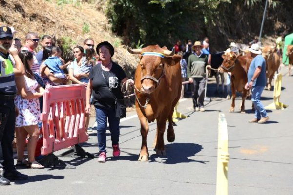 Valleseco: Madrelagua vive su día grande con la Feria de Ganado