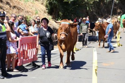 Valleseco: Madrelagua vive su día grande con la Feria de Ganado