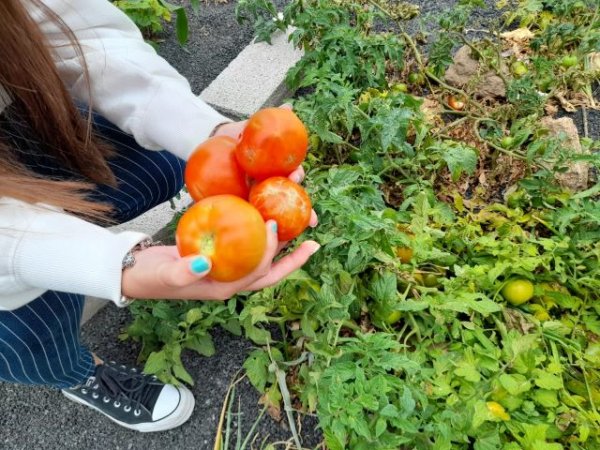 Seis centros educativos consiguen el reconocimiento del concurso de Huertos Escolares Ecológicos