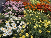 La Aldea de San Nicol&aacute;s mejora sus espacios p&uacute;blicos con la plantaci&oacute;n de flor de temporada