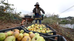 Valleseco anima a la ciudadan&iacute;a a inmortalizar la cultura de la sidra y la manzana en el Concurso Internacional de Fotograf&iacute;a CIDEREU 2026