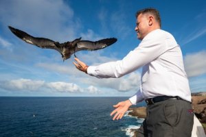 Gáldar: Una decena de pollos de pardela cenicienta vuelven al mar desde el Faro de Sardina