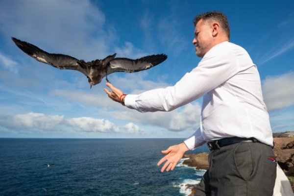 Gáldar: Una decena de pollos de pardela cenicienta vuelven al mar desde el Faro de Sardina