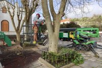 Valleseco realiza trabajos de cirugía arbórea en los árboles de la plaza del pueblo