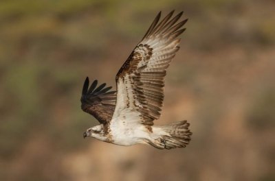Transici&oacute;n Ecol&oacute;gica trabaja en medidas de protecci&oacute;n y conservaci&oacute;n del &aacute;guila pescadora en Canarias