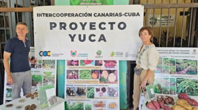 Canarias y Cuba desarrollan un proyecto de investigaci&oacute;n de la yuca como alimento para el ganado en el archipi&eacute;lago
