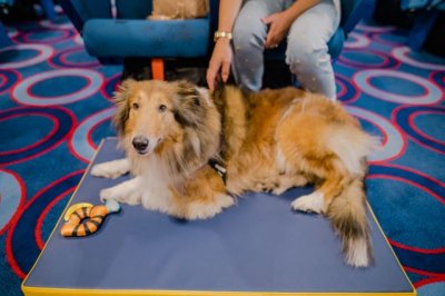 Fred. Olsen Express prev&eacute; el desplazamiento de m&aacute;s de 50.200 pasajeros durante el puente de noviembre