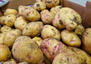 Autorizada la importación de papas en Canarias procedentes de Reino Unido