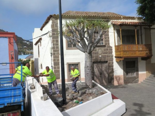 El Ayuntamiento de Gu&iacute;a inicia los trabajos de recuperaci&oacute;n del drago situado en el emblem&aacute;tico entorno de la Casa de los Quintana